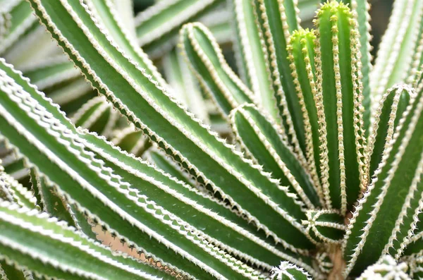Cactus Planted Botanical Garden Singapore — Stock Photo, Image