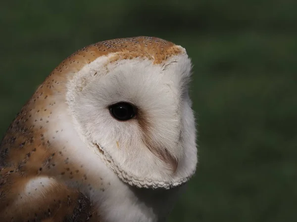 Gatuuggla Lätta Fjädrar — Stockfoto