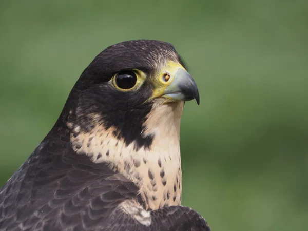 Malowniczy Widok Piękny Sokoła Peregrine Przyrodzie — Zdjęcie stockowe