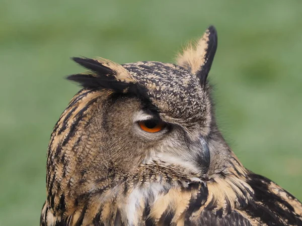 closeup view of eagle owl at wild nature