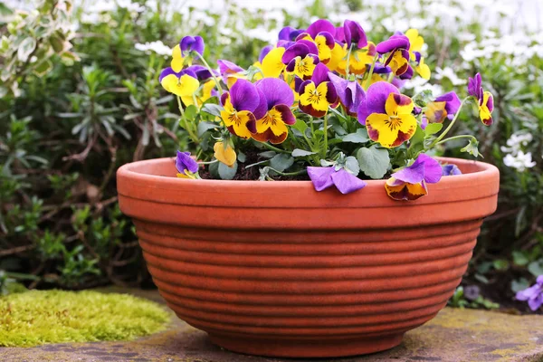 Bellissimi Fiori Sfondo Concetto Floreale — Foto Stock