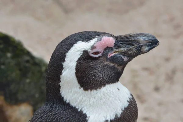 Afrikaanse Pinguïn Pinguïn Dier Natuur Fauna — Stockfoto