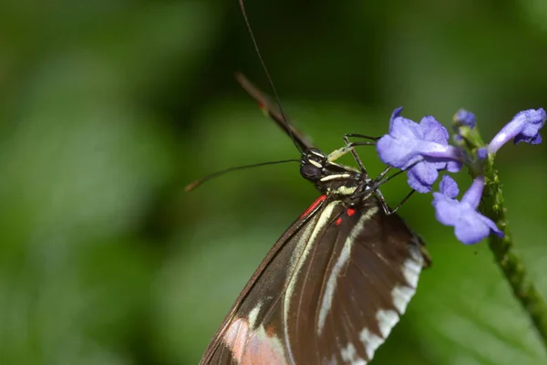 Vista Primer Plano Hermosa Mariposa Colorida — Foto de Stock