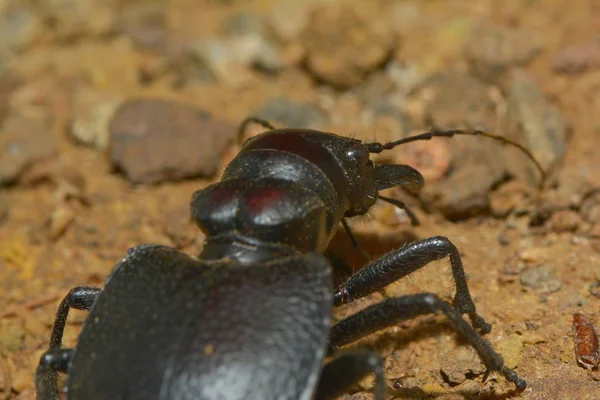 Close Van Een Insect Wilde Natuur — Stockfoto