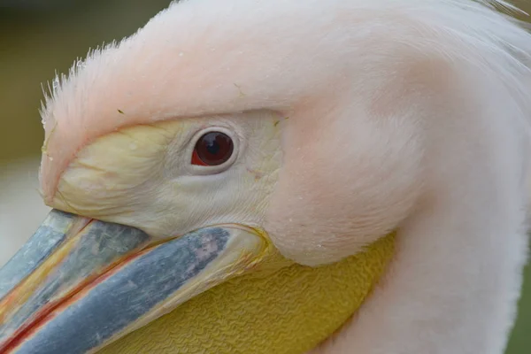 Schilderachtig Uitzicht Prachtige Pelikaan Natuur — Stockfoto