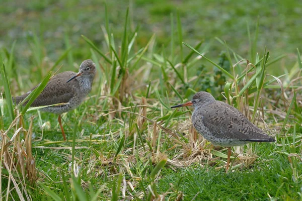 Aussichtsreiche Aussicht Auf Schöne Vögel Der Natur — Stockfoto