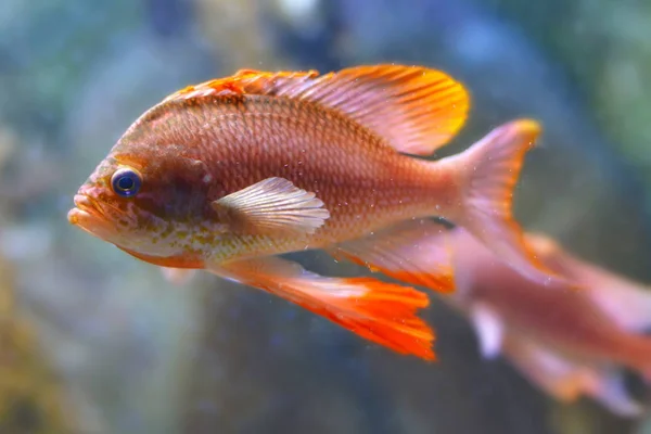Vermelho Goldfish Natação Subaquática — Fotografia de Stock