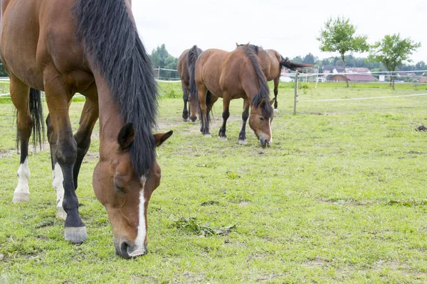 Niedliches Pferd Wilder Natur — Stockfoto