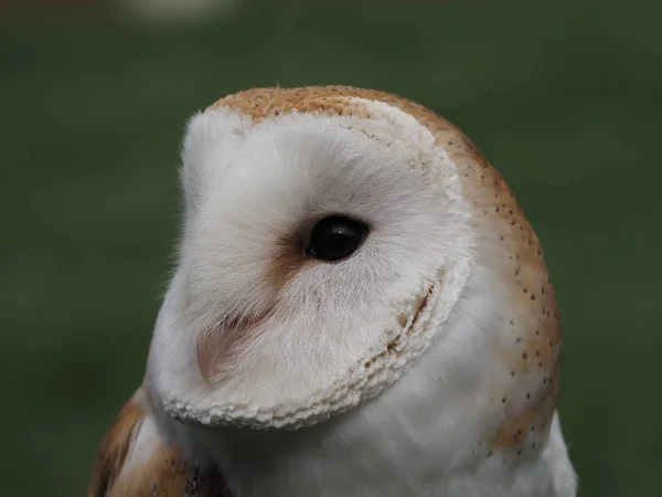 Barn Owl Light Feathers — Stock Photo, Image