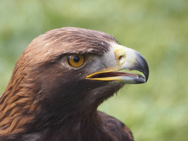 Vista Panorâmica Majestosa Águia Dourada Natureza Selvagem — Fotografia de Stock