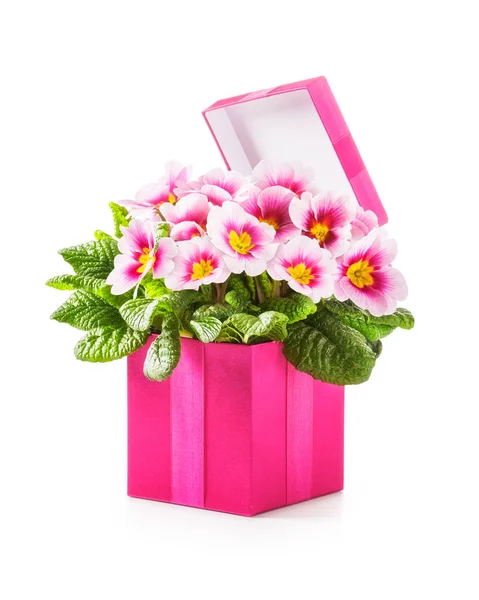 Różowe Pudełko Wiosennymi Kwiatami Primula Prezent Świąteczny Koncepcja Dnia Matki — Zdjęcie stockowe