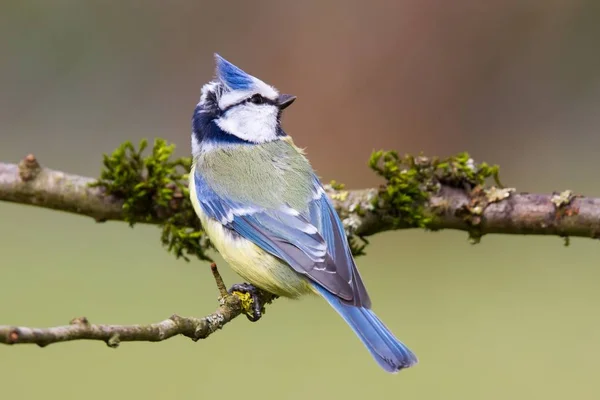 Blue Tit Sitting Branch Rblue Tit Sitting Branch — Stockfoto