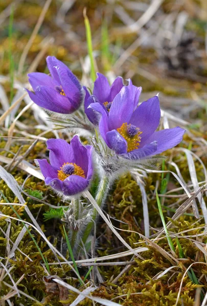 Весняні Квіти Флора Пелюстки — стокове фото