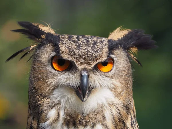 野鳥を間近で見ることができます — ストック写真