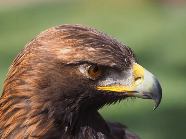 Scenic View Majestic Golden Eagle Wild Nature — Stock Photo, Image