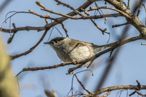 Bir Dalda Oturan Siyah Başlık — Stok fotoğraf