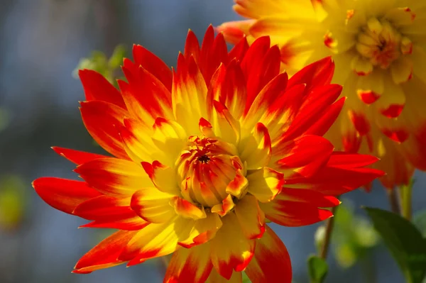 Güzel Çiçek Açan Yıldız Çiçeğinin Yakın Plan Görüntüsü — Stok fotoğraf
