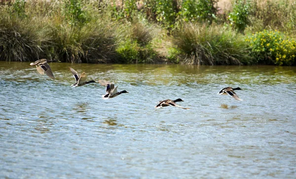 Stockenten Flug Kurz Vor Dem Start Über Einen Teich — Stockfoto