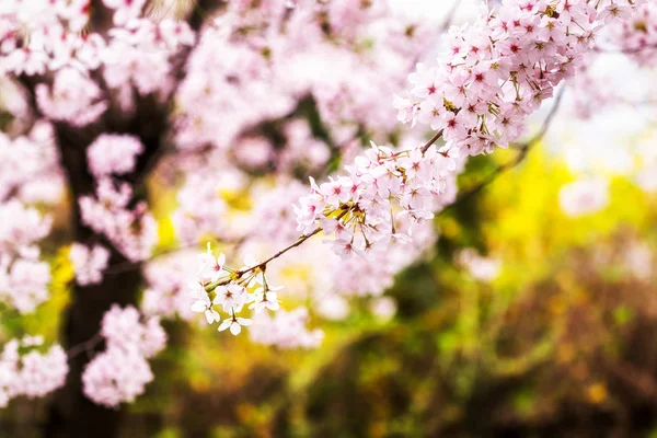 Frühlingszeit Kirschblüten Blühen Unter Der Frühlingssonne Aufgenommen Masan Südkorea Makroaufnahmen — Stockfoto