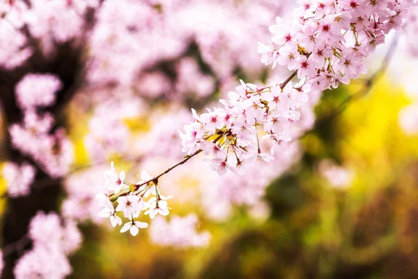Fleurs Cerisier Saison Printemps Fleurissant Sous Lumière Soleil Printemps Pris — Photo