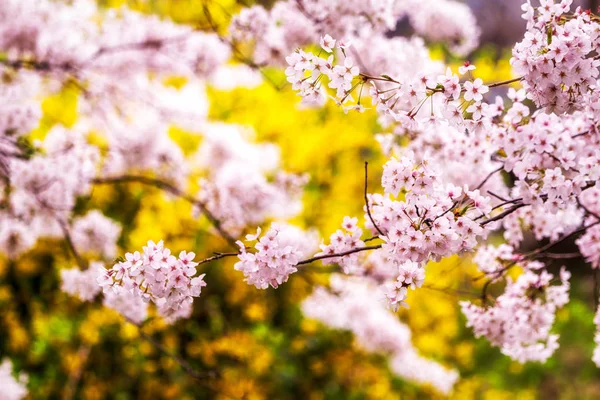 Bahar Sezonu Kiraz Çiçekleri Çiçek Bahar Güneş Işığı Altında Masan — Stok fotoğraf