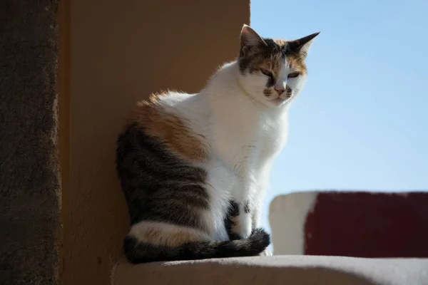 Gato Santorini Sentado Puerta — Foto de Stock