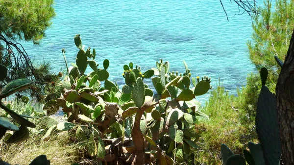 Cactussen Egeïsche Zee — Stockfoto