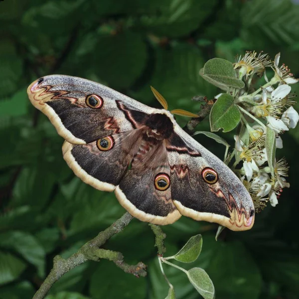 Close Butterfly Habitat Wildness Concept — Stock Photo, Image