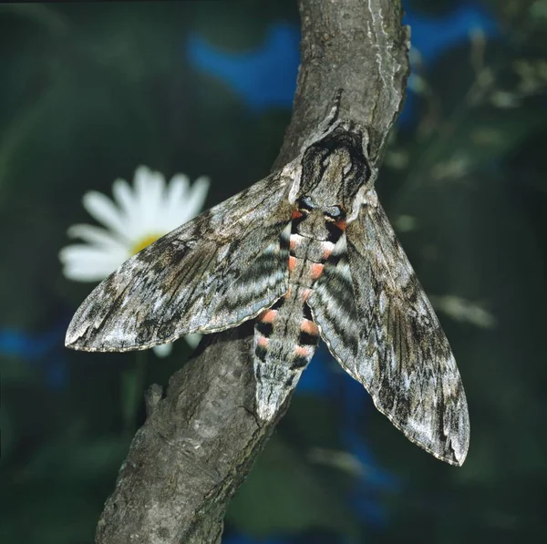 Close Borboleta Habitat Conceito Selvageria — Fotografia de Stock