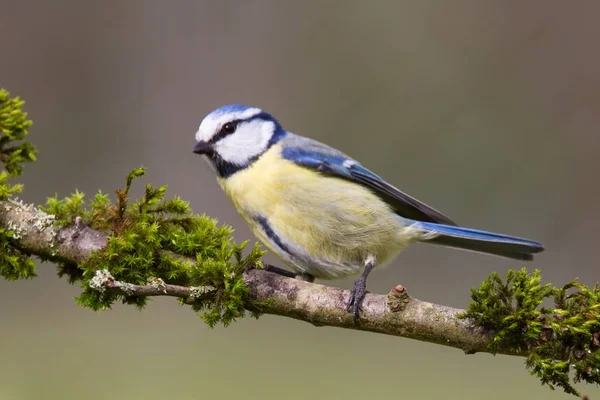 Blue Tit Sitting Branch Rblue Tit Sitting Branch — 图库照片