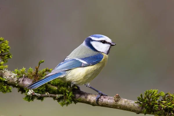 Blue Tit Sitting Branch Rblue Tit Sitting Branch — 图库照片