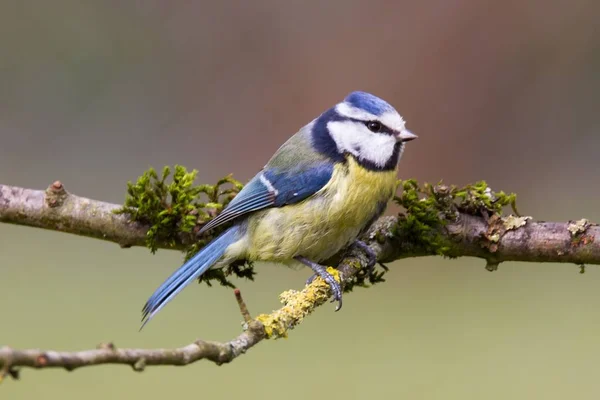 Blue Tit Sitting Branch Rblue Tit Sitting Branch — 图库照片