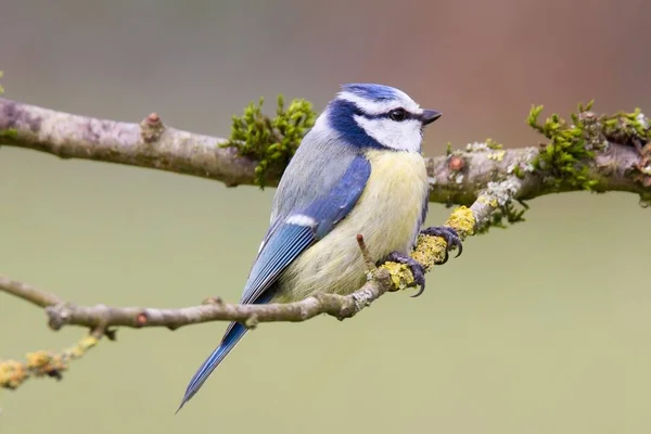 Blue Tit Sitting Branch Rblue Tit Sitting Branch — Fotografia de Stock