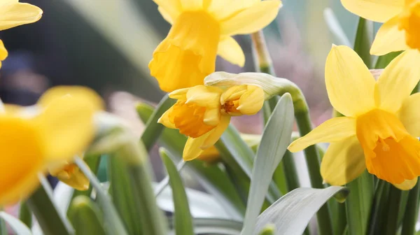 Narcisi Narciso Fiore Primaverile — Foto Stock