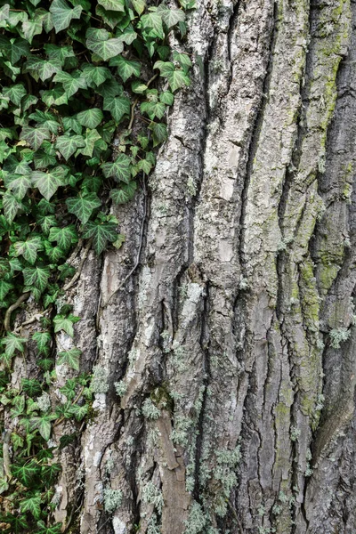 常春藤生长在茂密的老树干上 — 图库照片