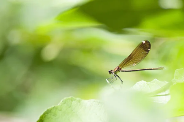 茶色のトンボが葉の上に残り — ストック写真