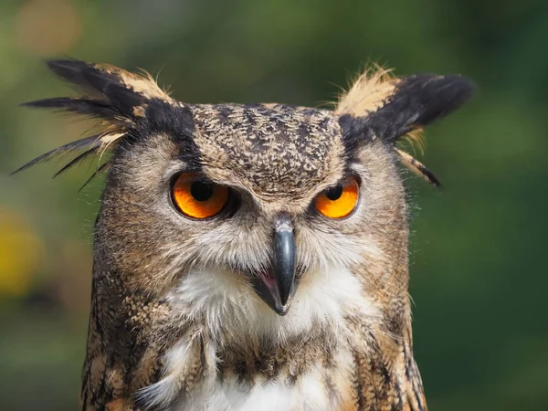 closeup view of eagle owl at wild nature