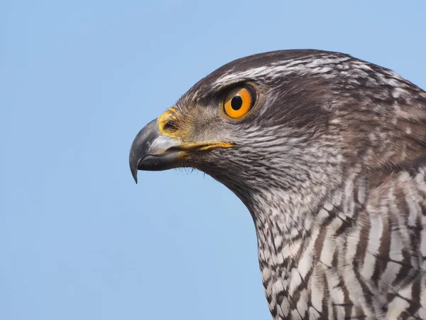 Nahaufnahme Eines Falken — Stockfoto