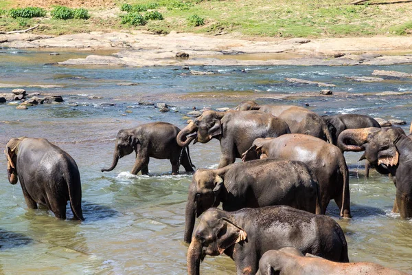 Elefantfamilj Vid Älven Genitkylning Och Kroppsvård — Stockfoto