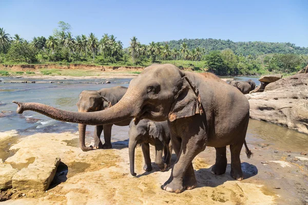 Elefantfamilj Vid Älven Genitkylning Och Kroppsvård — Stockfoto