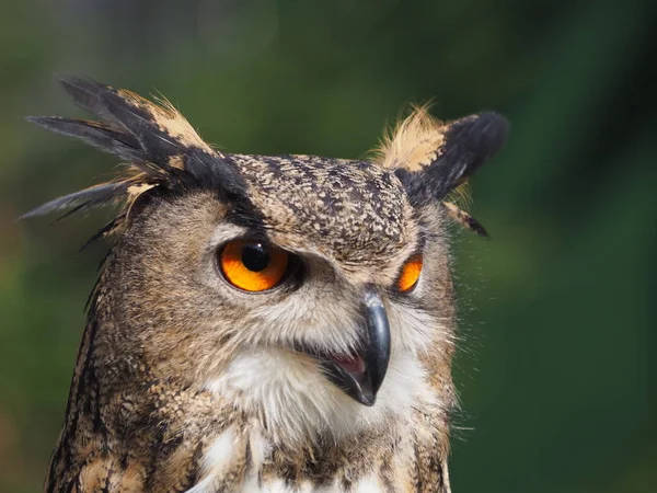 closeup view of eagle owl at wild nature