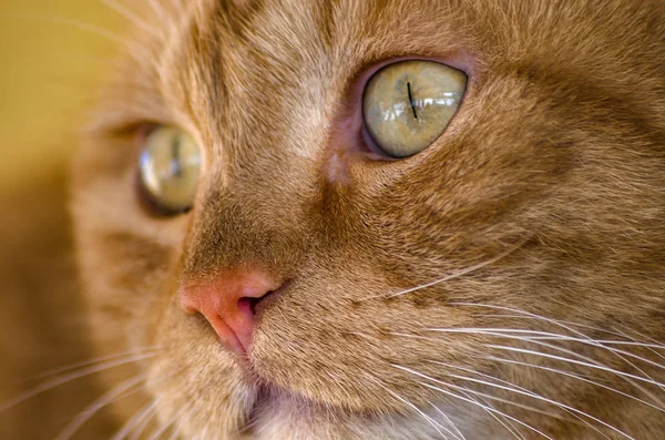 Kočičí Mazlíček Blízko Venkovní Pózuje Pečlivě Podívat Objektivu — Stock fotografie