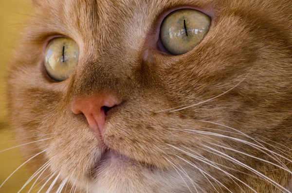 Cat Pet Close Outdoor Posa Con Attenzione Guardare Nella Lente — Foto Stock