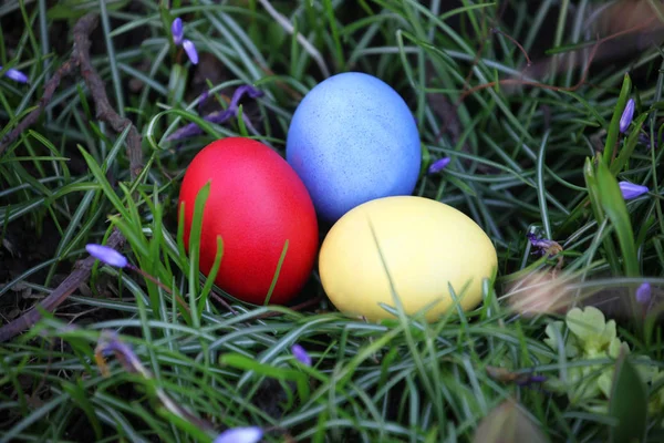 Brightly Colored Eggs Easter Grass — Stock Photo, Image