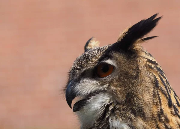 closeup view of eagle owl at wild nature