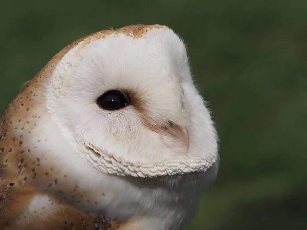 Gatuuggla Lätta Fjädrar — Stockfoto