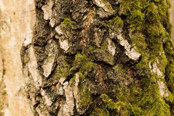 Corteza Árbol Madera Naturaleza Texturizada —  Fotos de Stock
