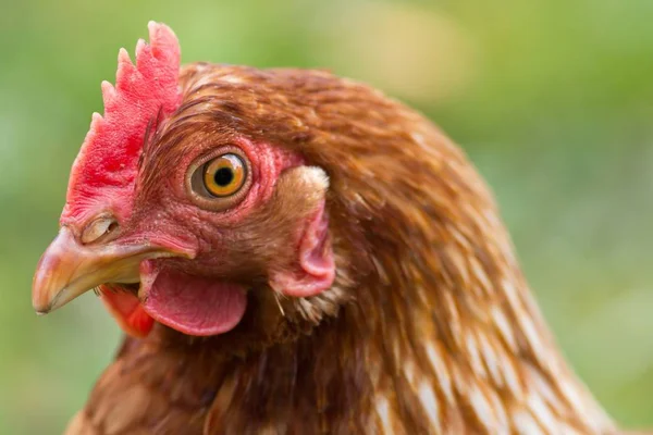 Huishoudelijk Pluimvee Boerderij — Stockfoto