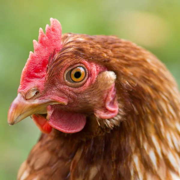 Schilderachtig Uitzicht Prachtige Vogel Natuur — Stockfoto