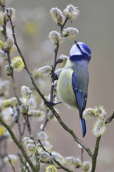 Schilderachtig Uitzicht Prachtige Titmouse Vogel — Stockfoto